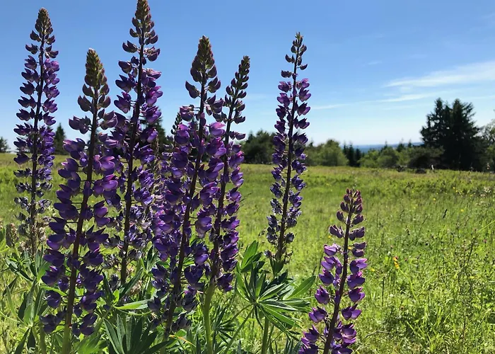 Ueber Den Daechern Von - Im Bikepark & Mit Ssc!